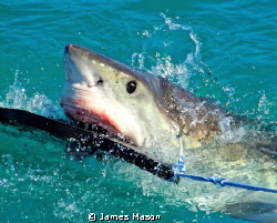 Great White Shark takes seal decoy. by James Mason 